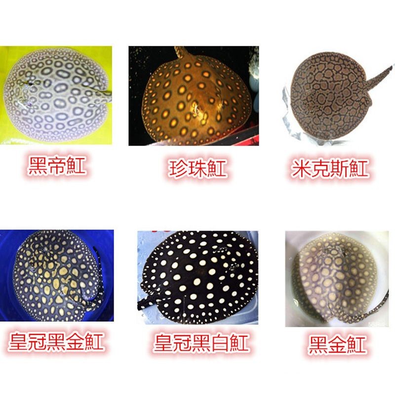 黑金魟魚飼料自制方法：自制黑金魟魚飼料的配方
