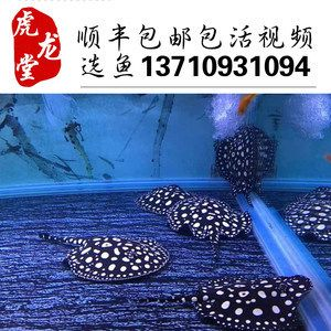 黑金魟魚飼料自制方法：自制黑金魟魚飼料的配方
