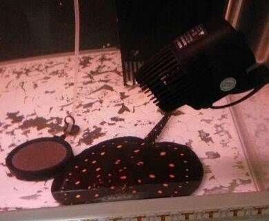 黑金魟魚飼料自制方法：自制黑金魟魚飼料的配方