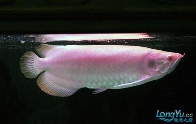 龍魚紅眼是什么意思：關(guān)于龍魚紅眼的一些詳細(xì)信息