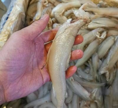 海里的龍頭魚怎么做