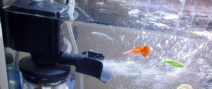 哪個物流公司可以運魚缸