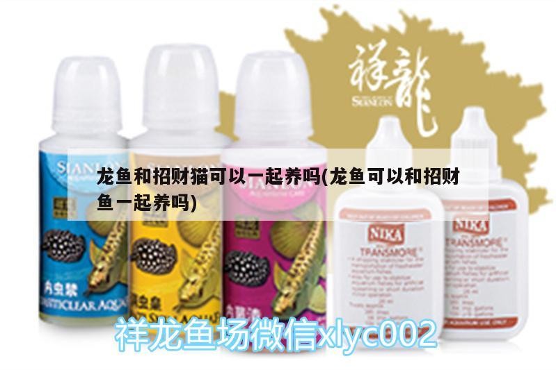 泰獅魚苗養(yǎng)多長時間能長大（泰獅小苗一年能長多大）