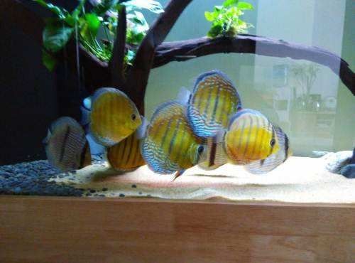 觀賞魚放鹽好不好（觀賞魚養殖中放鹽的作用）