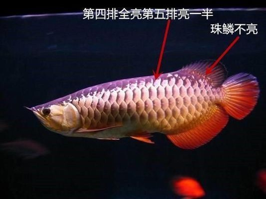 挑選紅龍魚的細節描述作文：如何挑選優質的紅龍魚
