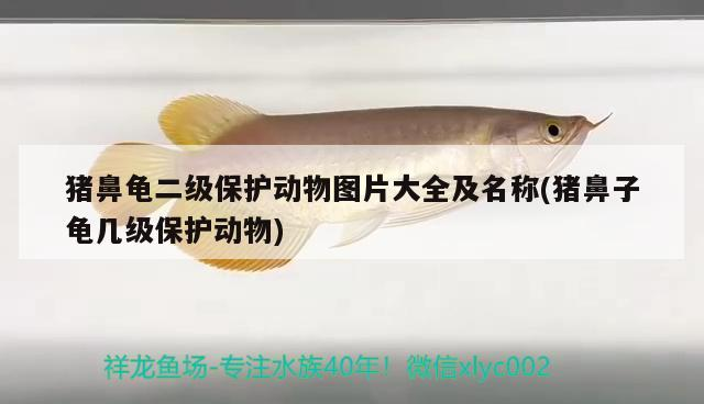 豬鼻龜二級保護動物圖片大全及名稱(豬鼻子龜幾級保護動物) 豬鼻龜二級保護動物圖片大全及名稱(豬鼻子龜幾級保護動物) 豬鼻龜百科