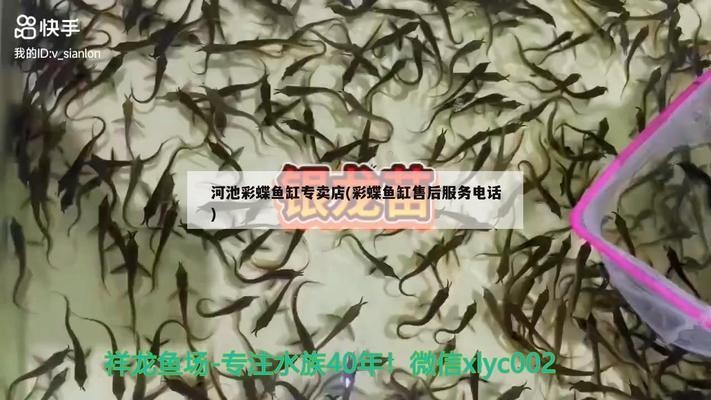 佛山觀賞魚水族館哪家好一點兒 佛山觀賞魚水族館哪家好一點兒 魚缸百科