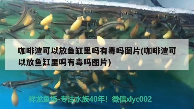 咖啡渣可以放魚缸里嗎有毒嗎圖片(咖啡渣可以放魚缸里嗎有毒嗎圖片)