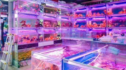 金昌水族館vs祥龍魚(yú)場(chǎng)（金昌水族館是一個(gè)提供各種水族展覽和教育活動(dòng)的場(chǎng)所）