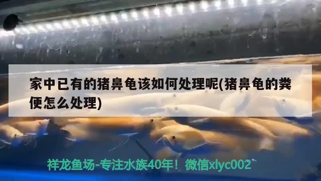 家中已有的豬鼻龜該如何處理呢(豬鼻龜?shù)募S便怎么處理) 家中已有的豬鼻龜該如何處理呢(豬鼻龜?shù)募S便怎么處理) 豬鼻龜百科