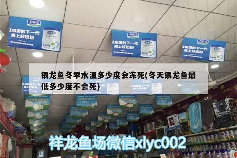 銀龍魚冬季水溫多少度會凍死(冬天銀龍魚最低多少度不會死)