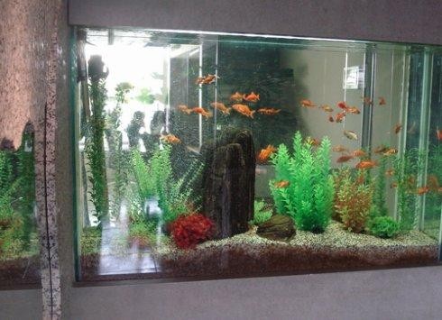 彩蝶魚缸和博特魚缸對比圖（彩蝶魚缸和博特魚缸對比圖片）