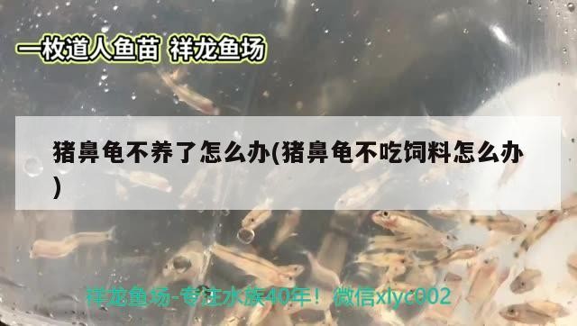 豬鼻龜不養了怎么辦(豬鼻龜不吃飼料怎么辦)