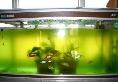 龍魚(yú)用大白片后多久換水一次好vs祥龍魚(yú)場(chǎng)：祥龍魚(yú)場(chǎng)的水質(zhì)管理方法