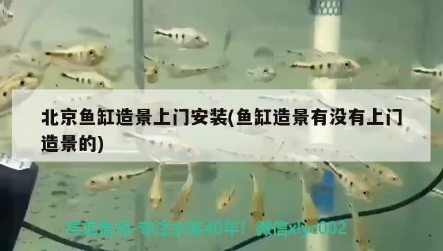 如何優化紅龍魚的飼養條件以延長壽命？（紅龍魚的養護方法） 如何優化紅龍魚的飼養條件以延長壽命？（紅龍魚的養護方法） 龍魚百科 第1張