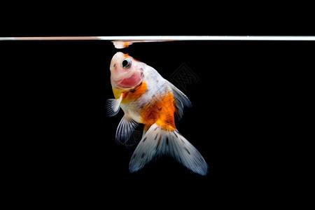 北京市朝陽區黑莊戶鄉馬國鋒觀賞魚經營部（北京市朝陽區黑莊戶鄉馬國鋒觀賞魚經營部電話） 北京市朝陽區黑莊戶鄉馬國鋒觀賞魚經營部（北京市朝陽區黑莊戶鄉馬國鋒觀賞魚經營部電話） 全國水族館企業名錄 第2張