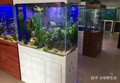 多大魚缸好:如何選擇合適的魚缸尺寸 魚缸百科 第1張 多大魚缸好:如何選擇合適的魚缸尺寸 多大魚缸好:如何選擇合適的魚缸尺寸 魚缸百科 第1張