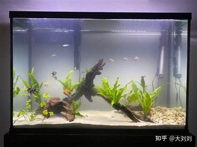 多大魚缸好:如何選擇合適的魚缸尺寸 魚缸百科 第4張 多大魚缸好:如何選擇合適的魚缸尺寸 多大魚缸好:如何選擇合適的魚缸尺寸 魚缸百科 第4張