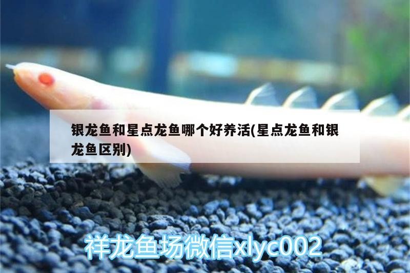 銀龍魚和星點龍魚哪個好養(yǎng)活(星點龍魚和銀龍魚區(qū)別)