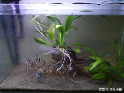 大魚缸水草放哪里合適：大魚缸放置在進門處可以為家庭增添一份美景可以為家庭增添一份美景