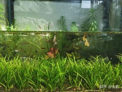 大魚缸水草放哪里合適：大魚缸放置在進門處可以為家庭增添一份美景可以為家庭增添一份美景