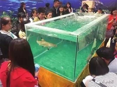 銀龍魚需要水溫多少度：銀龍魚需要水溫多少度養(yǎng)