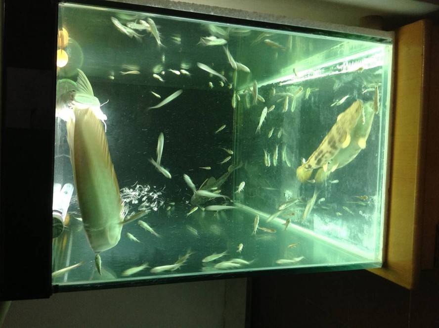 1.2米的魚缸養(yǎng)幾條銀龍合適：1.2米的魚缸養(yǎng)幾條銀龍魚合適