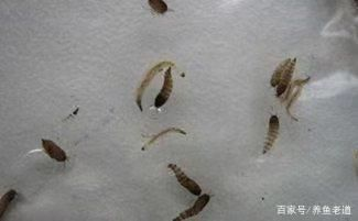 魚缸常見蟲子有哪些：魚缸中常見的幾種蟲子