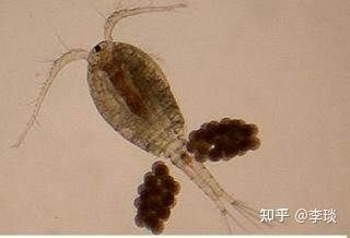 魚缸常見蟲子有哪些：魚缸中常見的幾種蟲子