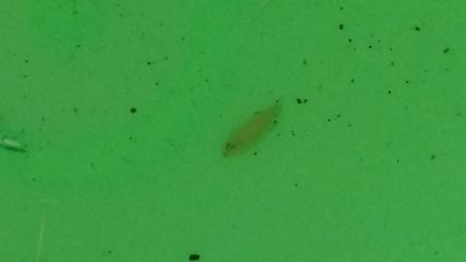 魚缸常見蟲子有哪些：魚缸中常見的幾種蟲子