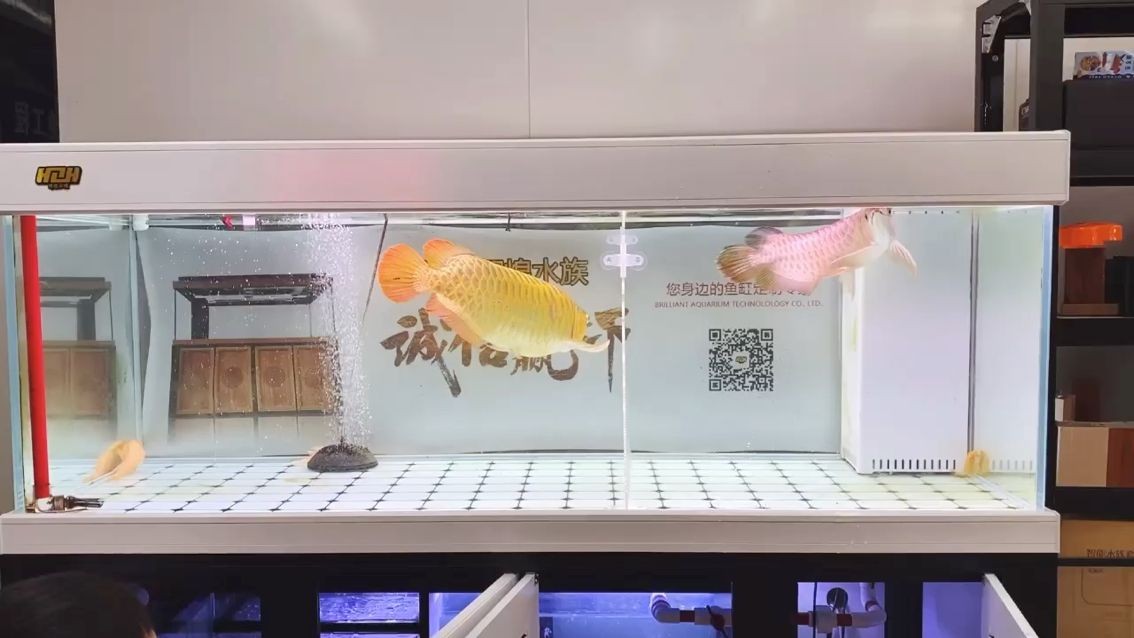 適合和銀龍魚混養(yǎng)的魚類有哪些 適合和銀龍魚混養(yǎng)的魚類有哪些呢