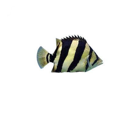 泰北虎魚和蘇門答臘虎魚哪個好養：泰北虎魚和蘇門答臘虎魚哪個好養，