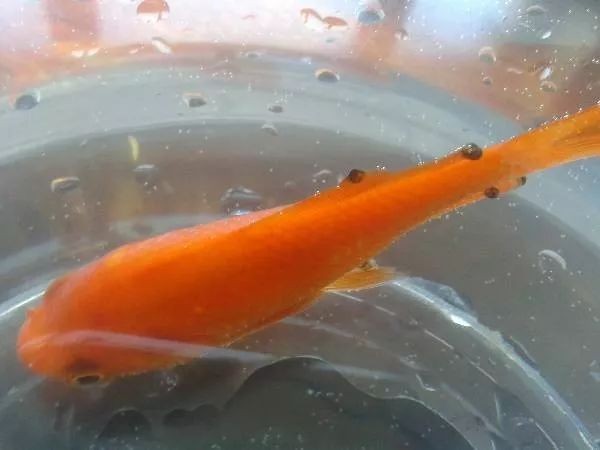如何預防魟魚疾病：預防魟魚疾病的關鍵在于提供適宜環境、合理飲食和良好的水質管理