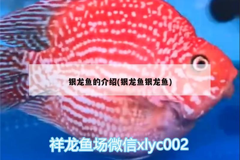銀龍魚的介紹(銀龍魚銀龍魚)