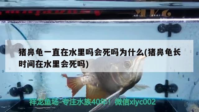 豬鼻龜一直在水里嗎會死嗎為什么(豬鼻龜長時間在水里會死嗎)