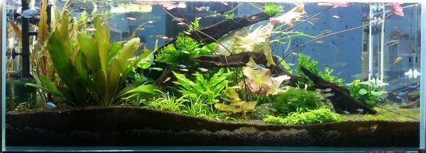 信陽觀賞魚在哪賣的好一點