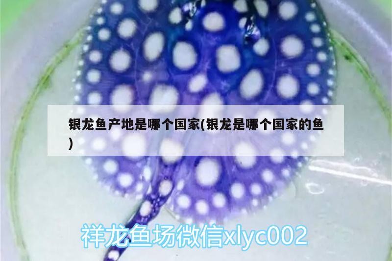 銀龍魚產(chǎn)地是哪個國家(銀龍是哪個國家的魚) 銀龍魚產(chǎn)地是哪個國家(銀龍是哪個國家的魚) 銀龍魚百科