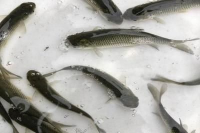 黑帝王魟魚市場供需關系分析：黑帝王魟魚市場價格波動原因黑帝王魟魚市場價格波動