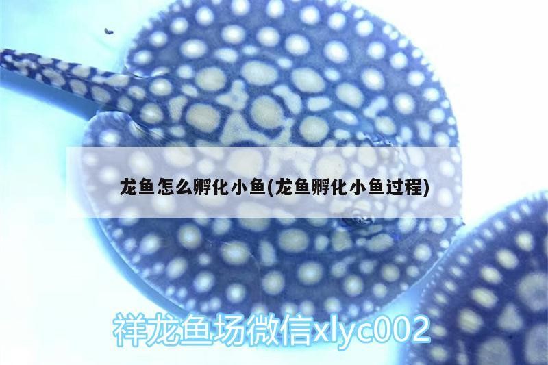 龍魚怎么孵化小魚(龍魚孵化小魚過程)