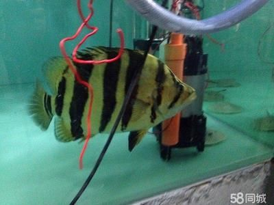 虎魚一般能長多大：虎魚生長大小受到多種因素影響