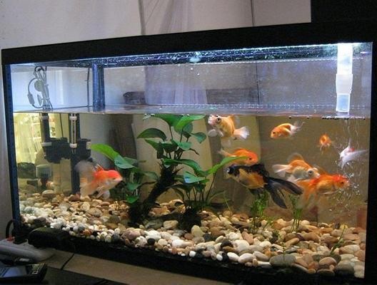 魚缸咖啡介紹文案（魚缸咖啡介紹文案怎么寫） 魚缸咖啡介紹文案（魚缸咖啡介紹文案怎么寫） 馬來西亞咖啡