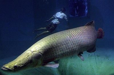 1米5魚缸養海象魚能長多大：1米5的魚缸不適合養海象魚1米5魚缸養海象魚能長多大