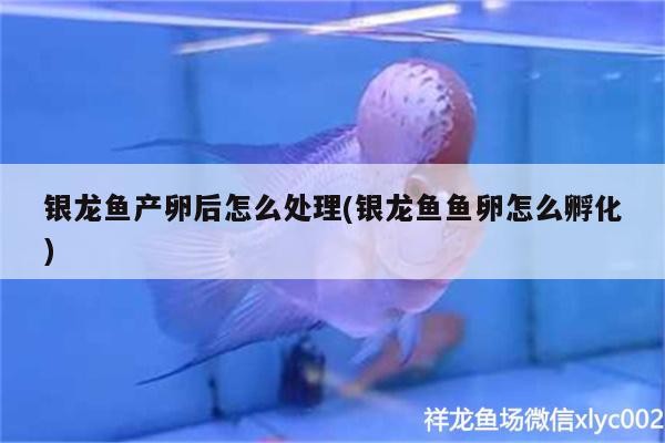 銀龍魚產卵后怎么處理(銀龍魚魚卵怎么孵化)