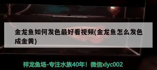 龍魚喂什么發(fā)色快些vs祥龍魚場(chǎng)：如何挑選優(yōu)質(zhì)龍魚 龍魚喂什么發(fā)色快些vs祥龍魚場(chǎng)：如何挑選優(yōu)質(zhì)龍魚 vs祥龍魚場(chǎng) 第3張