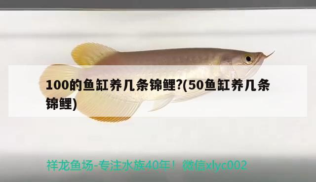 100的魚缸養幾條錦鯉?(50魚缸養幾條錦鯉) 100的魚缸養幾條錦鯉?(50魚缸養幾條錦鯉) 魟魚百科