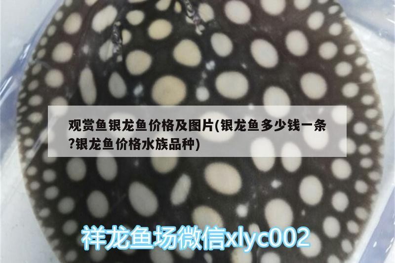 背金龍魚多少錢一條圖片和金龍魚怎么背對應的意思（一條20厘米過背金龍魚多少錢一條圖片和金龍魚怎么背）