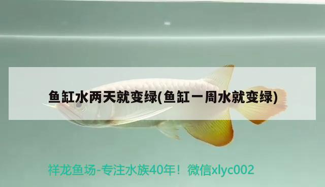 魚缸水兩天就變綠(魚缸一周水就變綠)