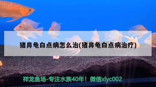 豬鼻龜白點病怎么治(豬鼻龜白點病治療) 豬鼻龜白點病怎么治(豬鼻龜白點病治療) 豬鼻龜百科