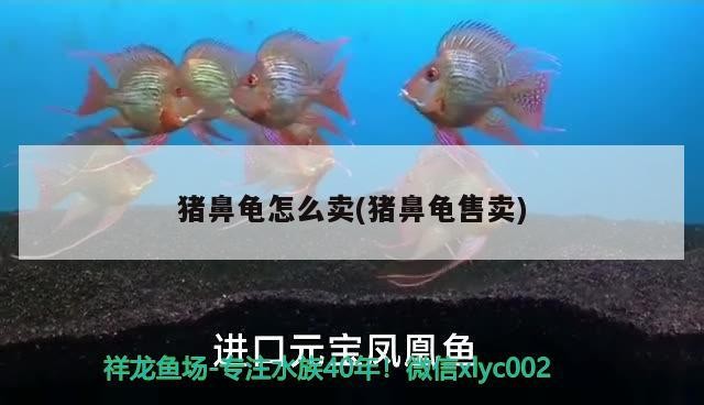 豬鼻龜怎么賣(豬鼻龜售賣)