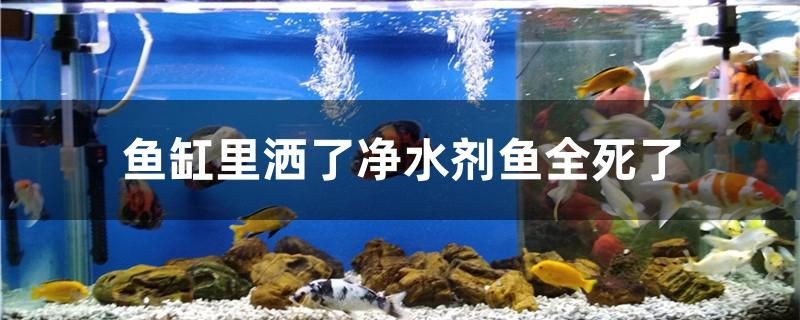 為什么魚缸里灑了凈水劑魚全死了